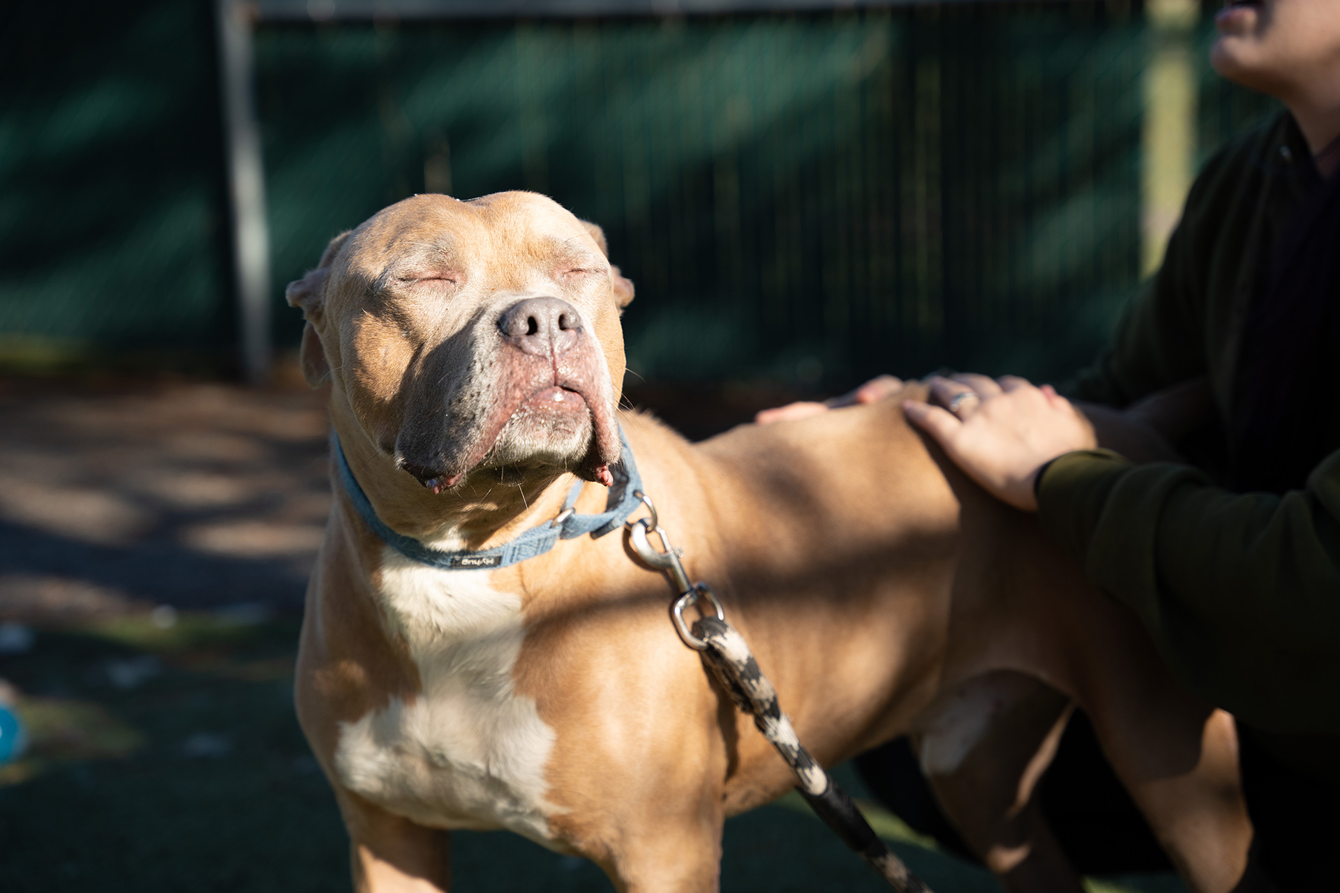 Humane Society of Summit County